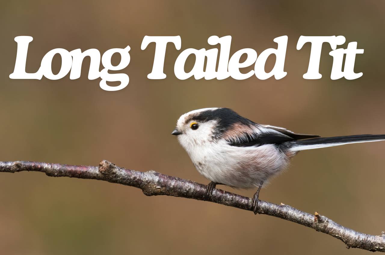 Bird Fact File: Long Tailed Tit